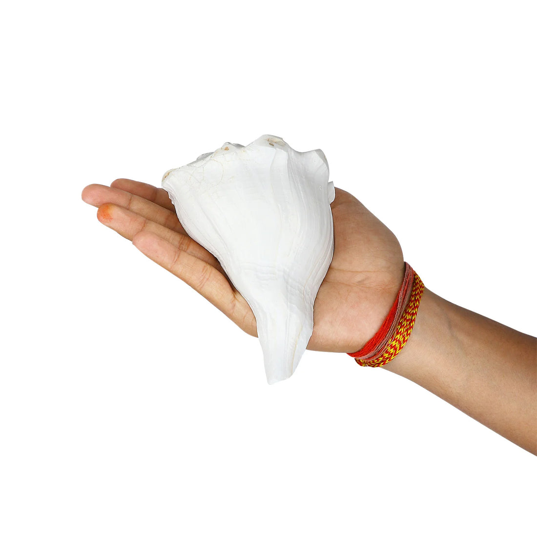 7.5cm Regular Dakshinavarti Shankh (Conch Shell) Assorted