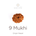 9 Mukhi Rudraksha (Regular) | satvikstore.in