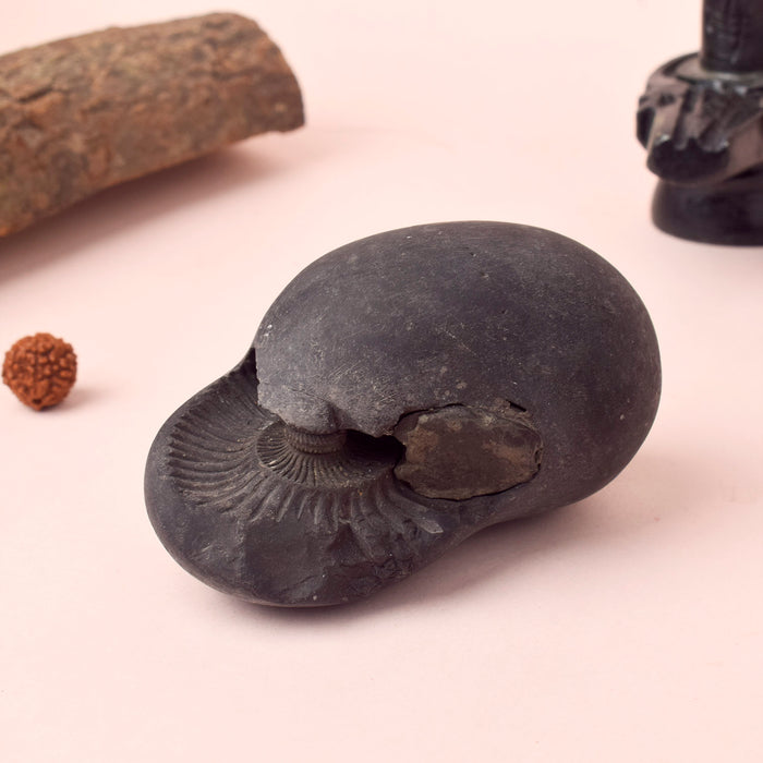 Authentic Kali Gandaki Vishnu Shaligram sacred stone naturally sourced from Nepal River for Hindu puja and Vishnu worship. India’s Largest Pooja Accessories Brand – www.satvikstore.in
