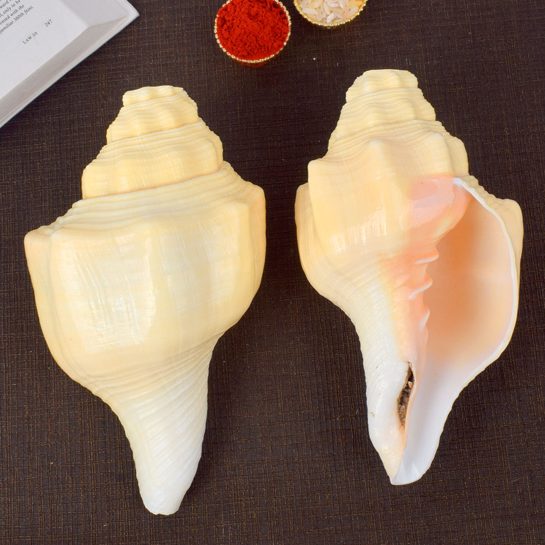 Debadutta Shankh (Turbinella Pyrum) – Sacred Symbol of Peace