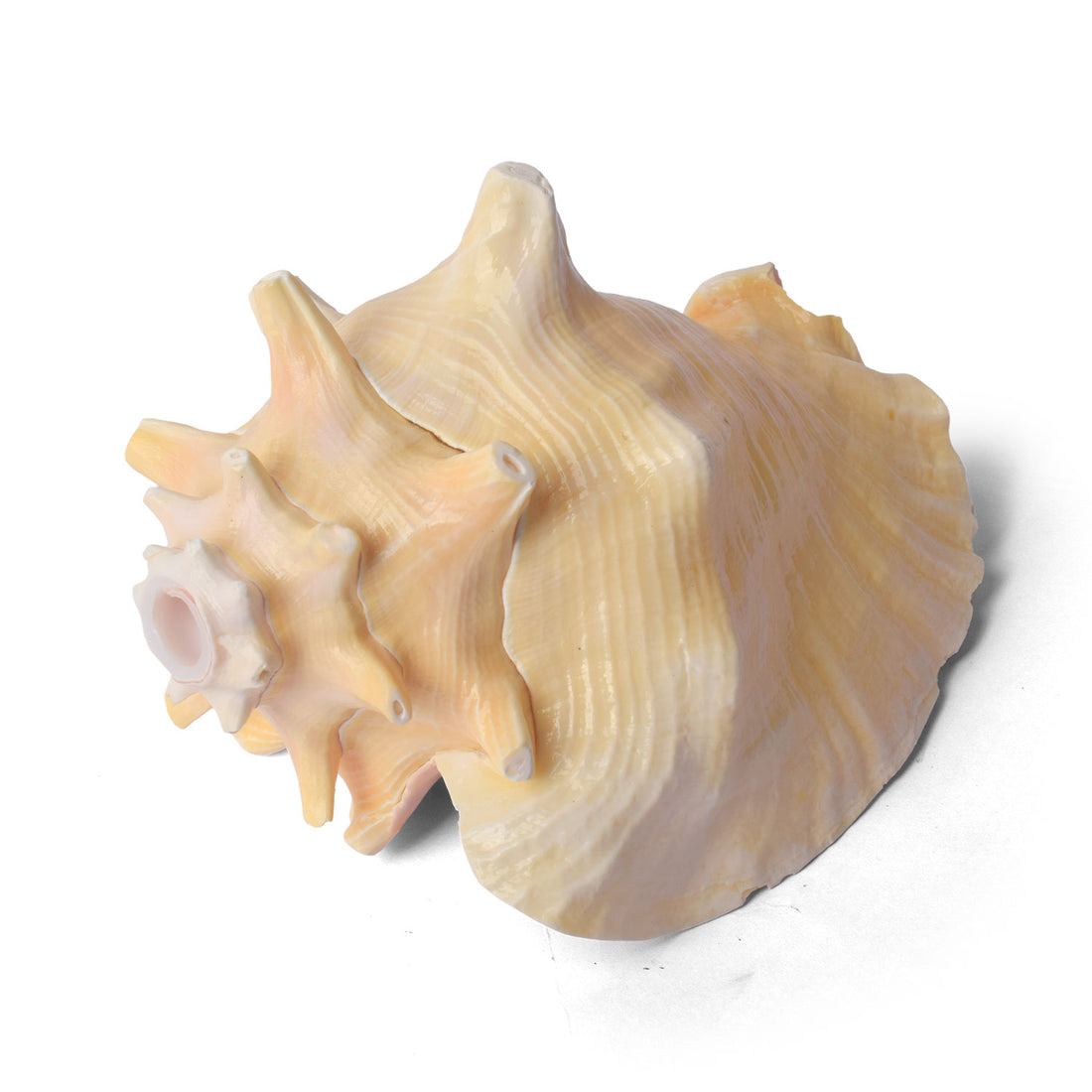 19cm Dakshinavarti Annapurna Shankh (Conch Shell) – For Abundance, Vastu & Blessings