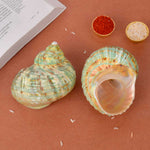 9cm Natural Green Turbo Shell (Turbo marmoratus) – Peace & Prosperity