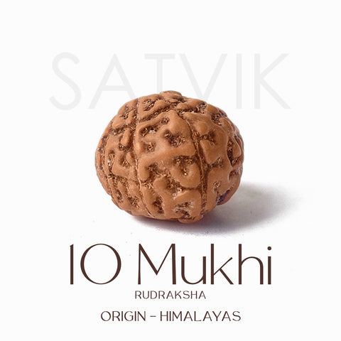 Certified 10 Mukhi brown Rudraksha bead from Indo origin placed on red cloth for spiritual protection, healing, and divine blessings. India’s Largest Pooja Accessories Brand - www.satvikstore.in