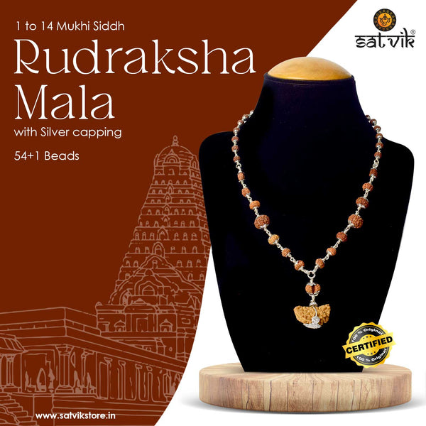 Certified 1 to 14 Mukhi Siddh Rudraksha Mala with Silver Capping (Indonesia)