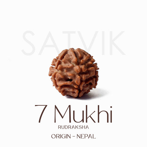 Certified 7 Mukhi Natural Rudraksha Bead (Nepal)
