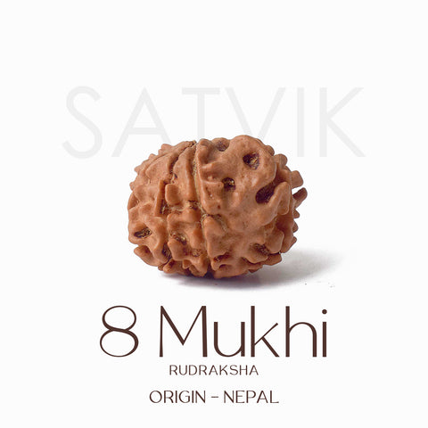 Certified 8 Mukhi Natural Rudraksha Bead (Nepal)