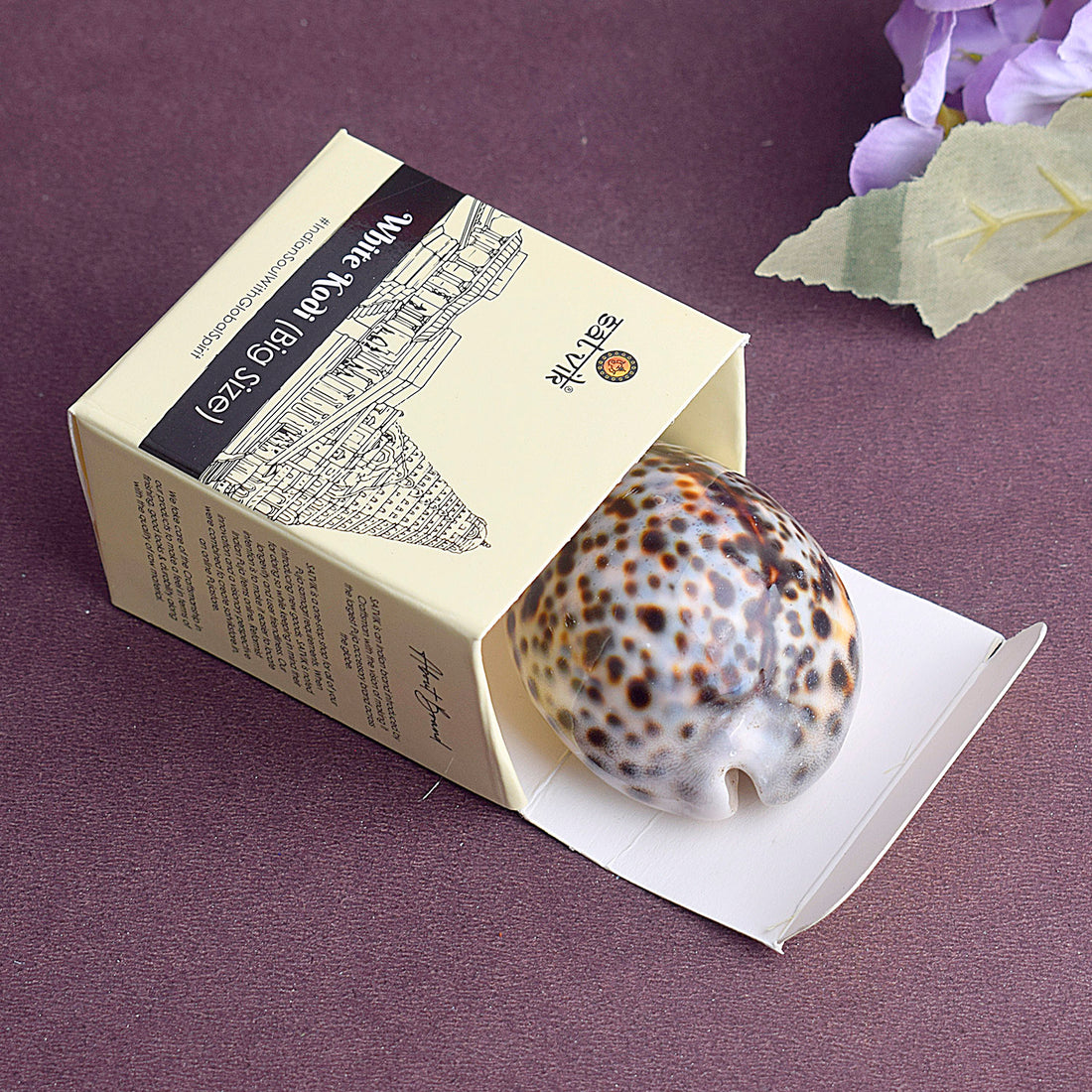 Big Size Kodi for Puja - Large Cowrie for Spiritual and Fiscal benefits