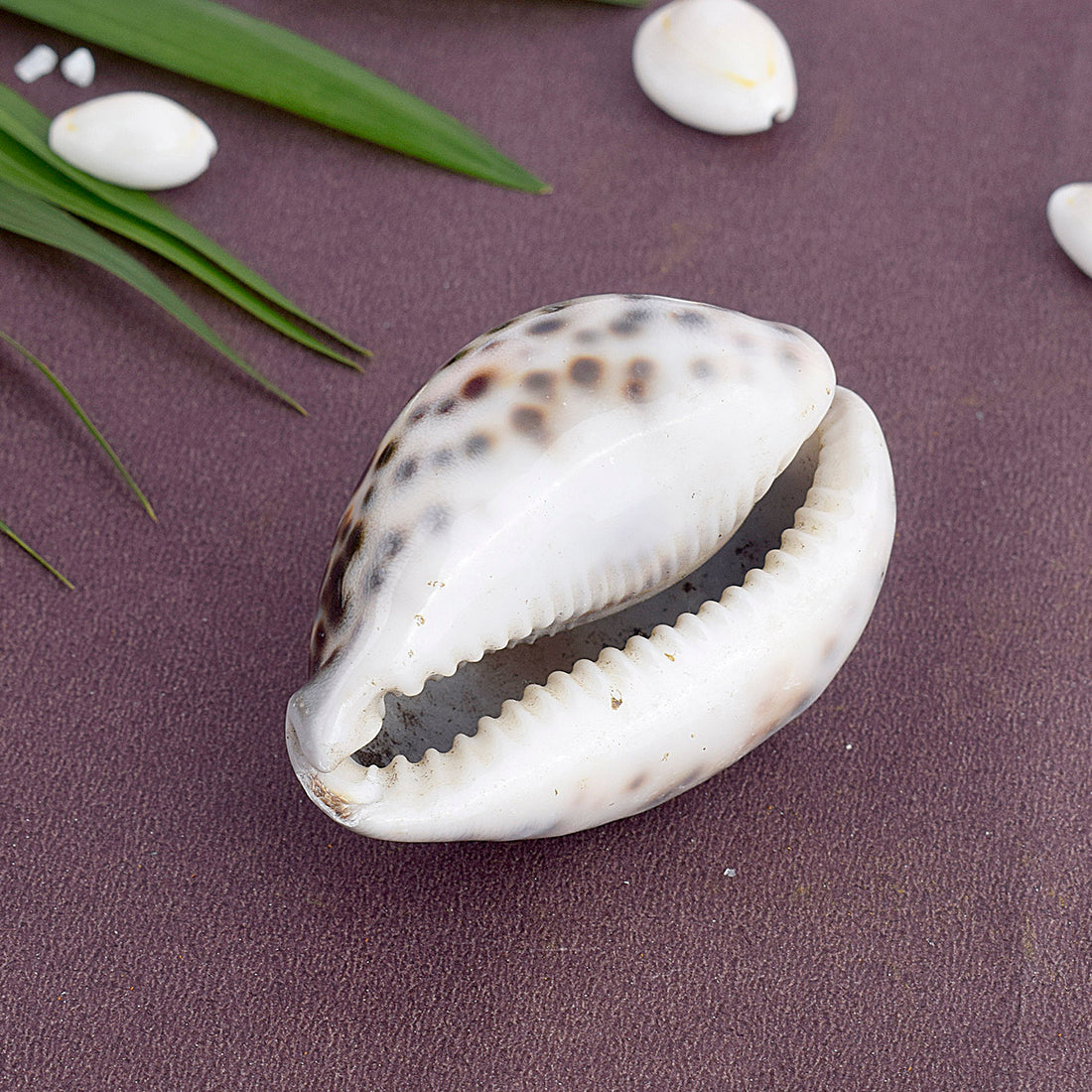 Big Size Kodi for Puja - Large Cowrie for Spiritual and Fiscal benefits