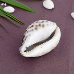 Big Size Kodi for Puja - Large Cowrie for Spiritual and Fiscal benefits