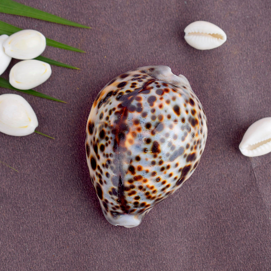 Big Size Kodi for Puja - Large Cowrie for Spiritual and Fiscal benefits