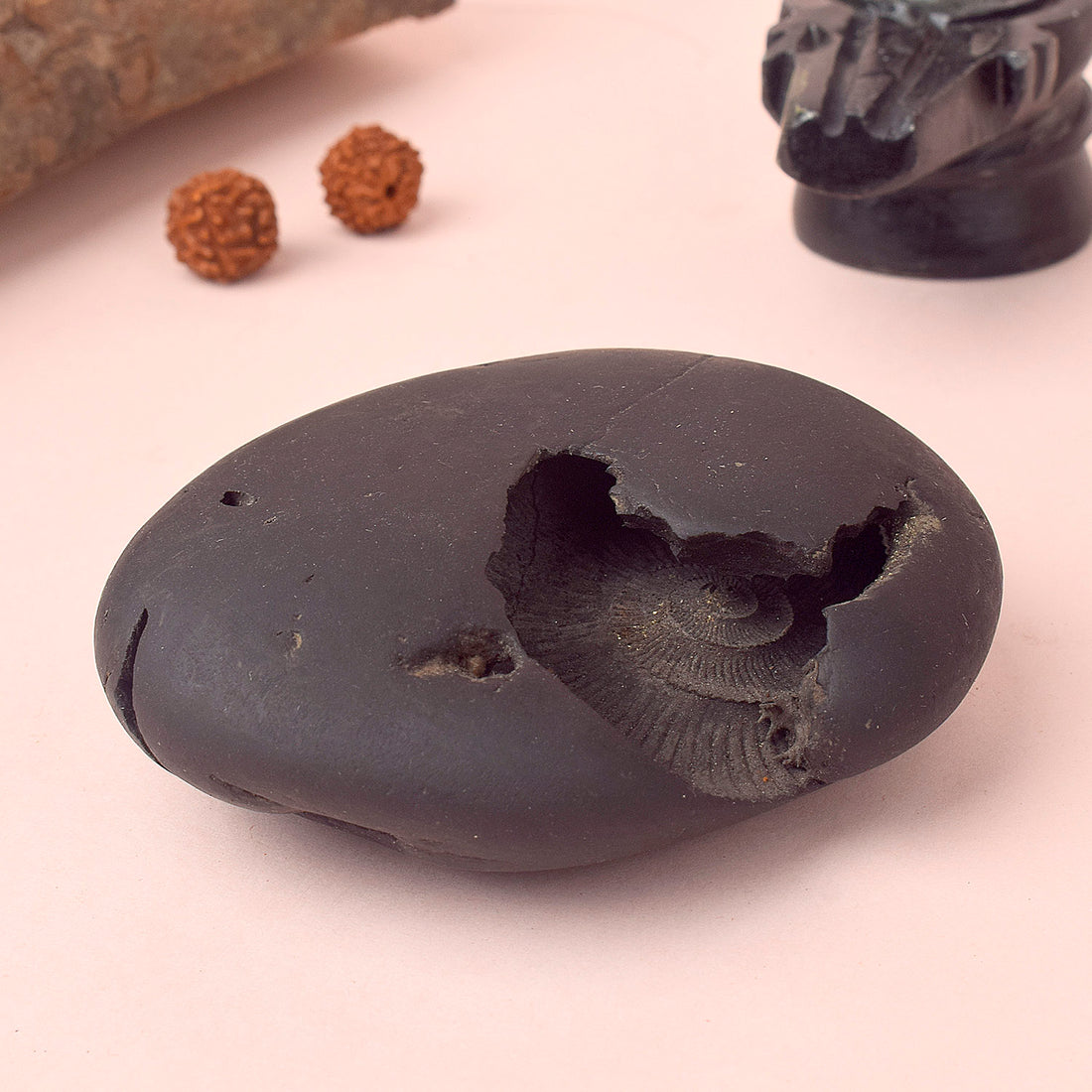 Original Kali Gandaki Vishnu Shaligram from Nepal River