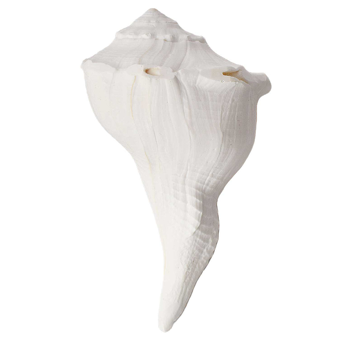 Natural 100% Original Dakshinavarti Shankh (Conch Shell) 10–11 cm