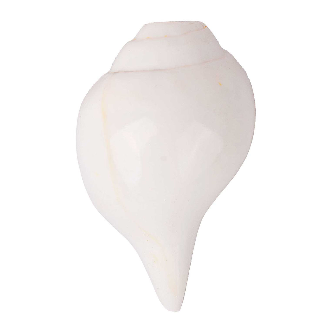 Natural 100% Original Vamavarti Shankha 10–11 cm