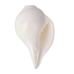 Natural 100% Original Vamavarti Shankha 10–11 cm