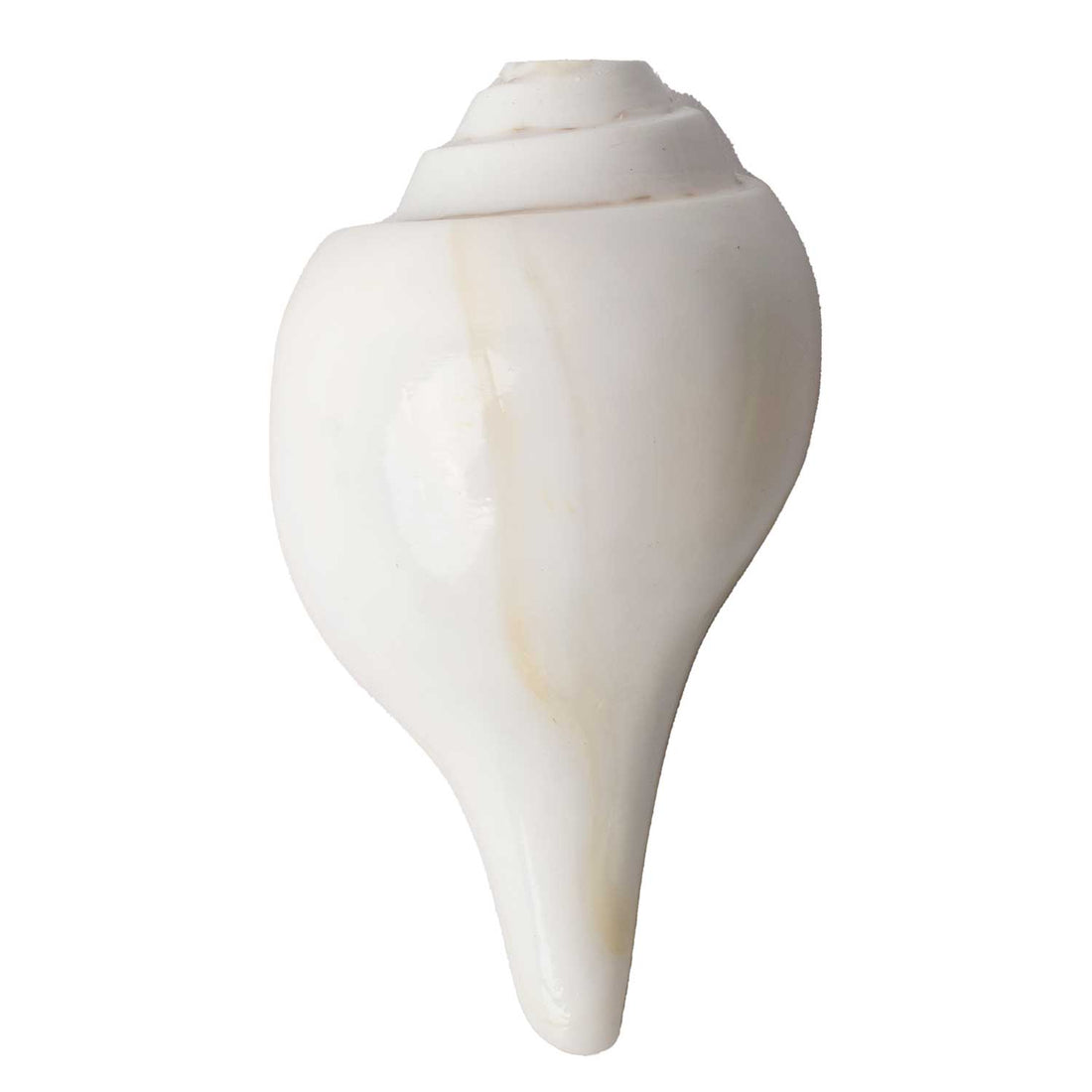 Natural 100% Original Vamavarti Shankha 12 cm