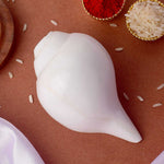 Natural 100% Original Vamavarti Shankha 10–11 cm