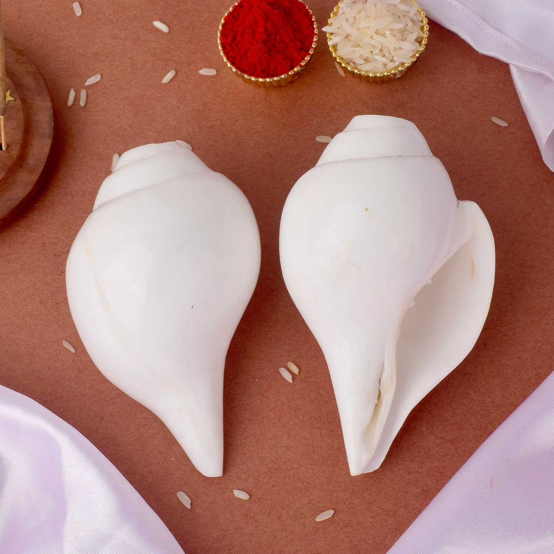 Natural 100% Original Vamavarti Shankha 10–11 cm