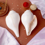 Natural 100% Original Vamavarti Shankha 12 cm
