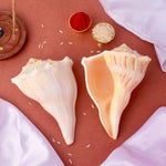 Natural Dakshinavarti Shankh (Conch) for Lakshmi Blessings – 12-13 cm