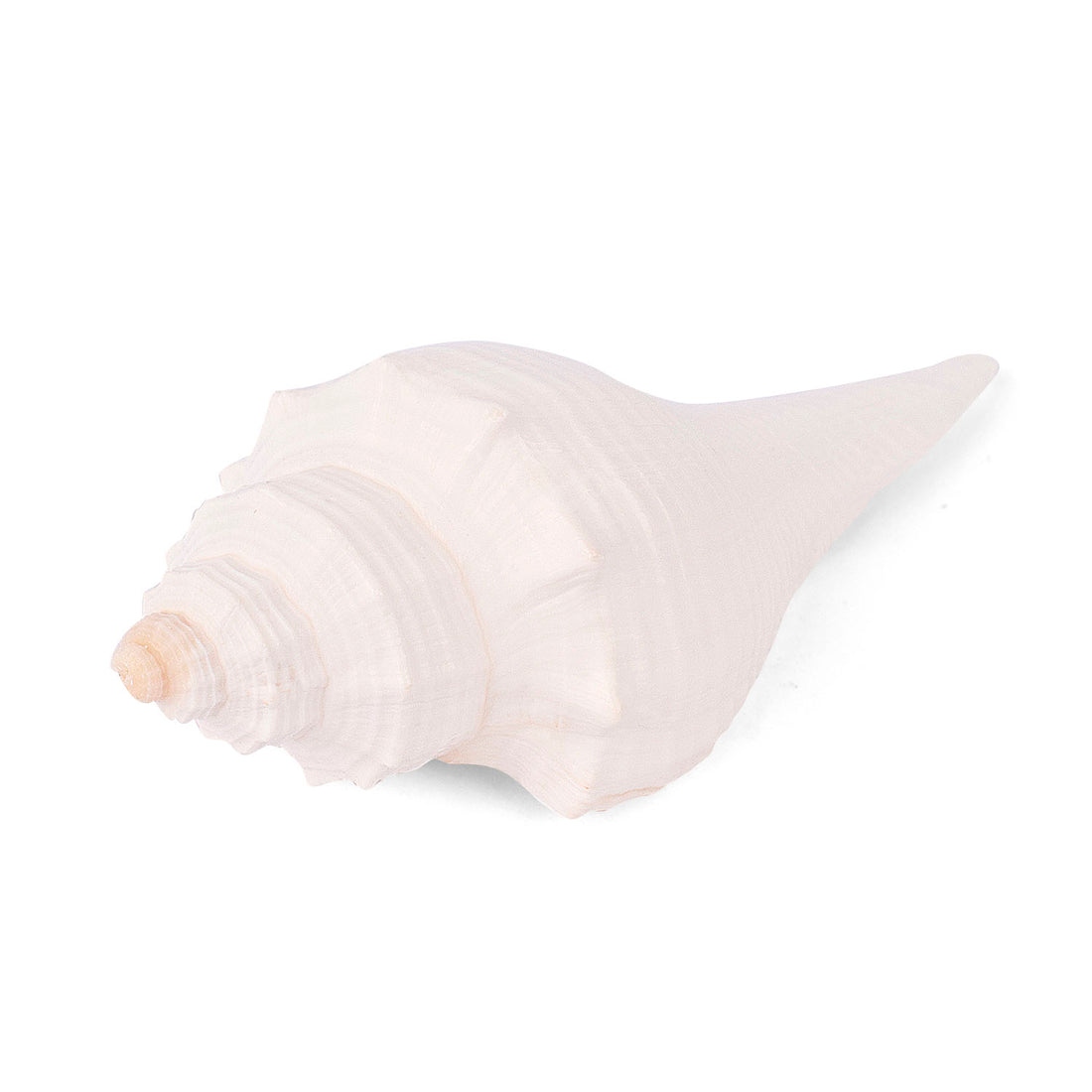 Regular Small Size Puja Shankh in White Colour (Conch Shell)