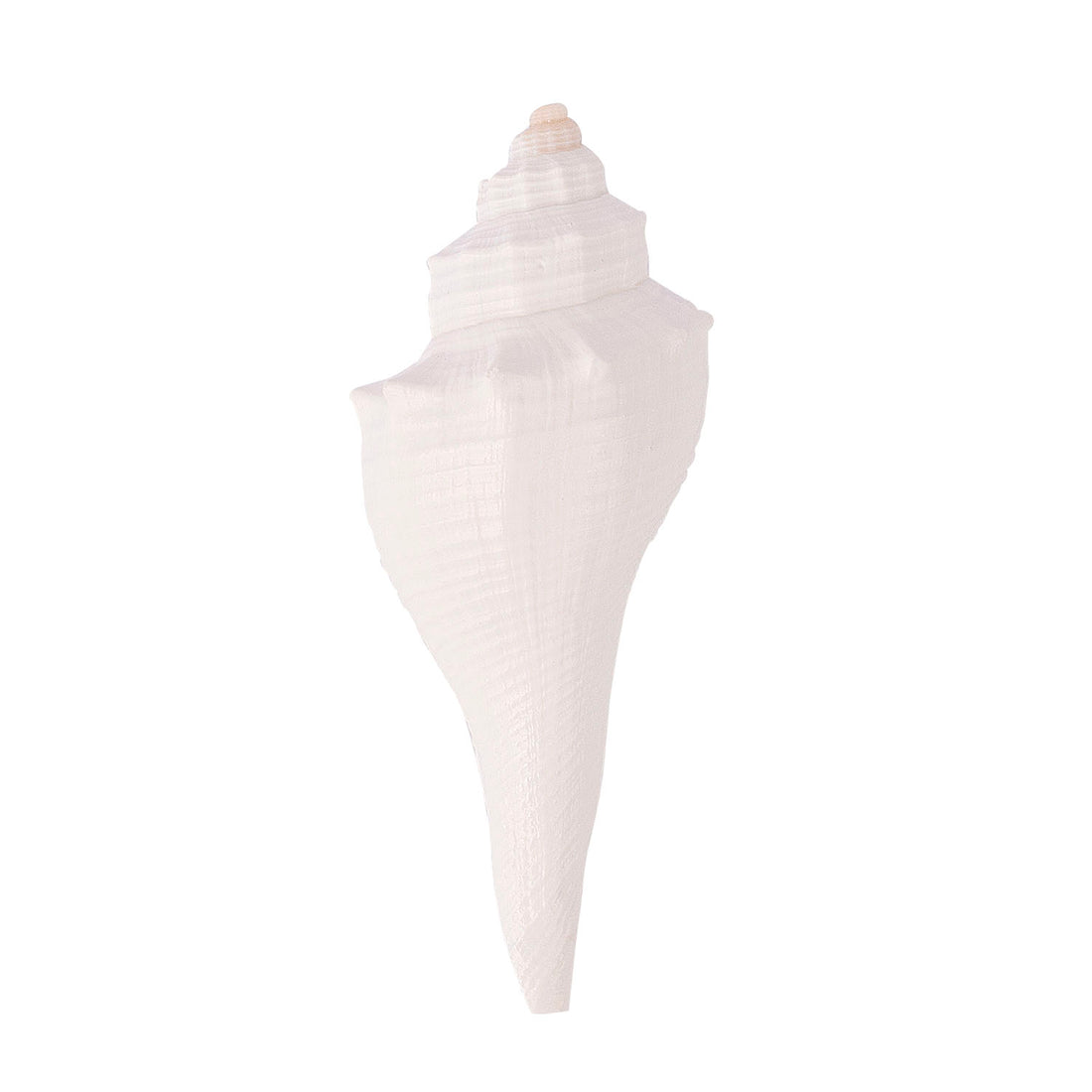Regular Small Size Puja Shankh in White Colour (Conch Shell)