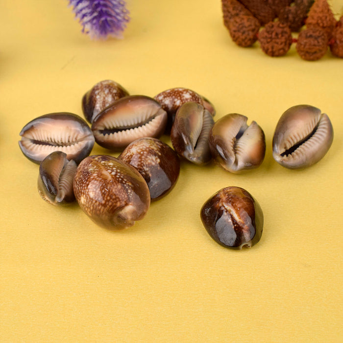 Natural Brown Kodi for Pooja (11 Pc)