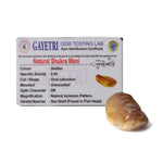 Certified Natural Shukra Mani (Machh Mani) in Golden Finish for Venus Blessings