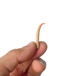 Certified Mangal Mani (Mangal Kata Small) in Polished Finish for Planet Mars Remedies