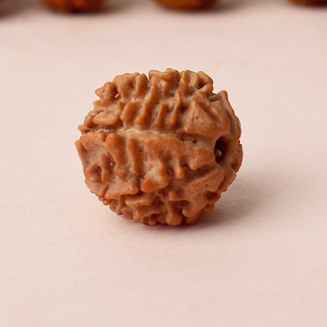 Certified 7 Mukhi Natural Rudraksha Bead (Indonesia)
