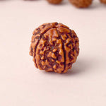 5 Mukhi Rudraksha (Regular)