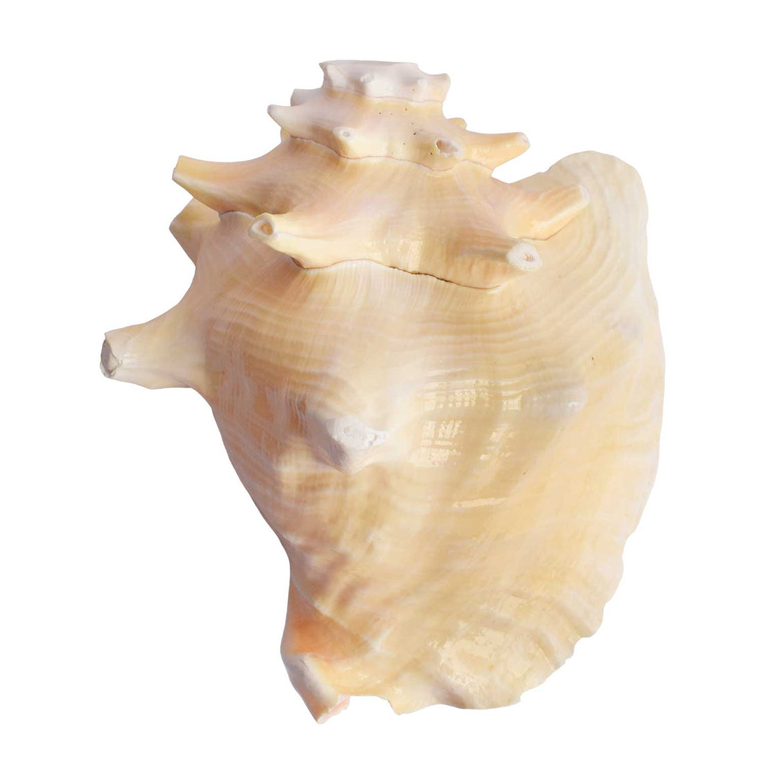 19cm Dakshinavarti Annapurna Shankh (Conch Shell) – For Abundance, Vastu & Blessings