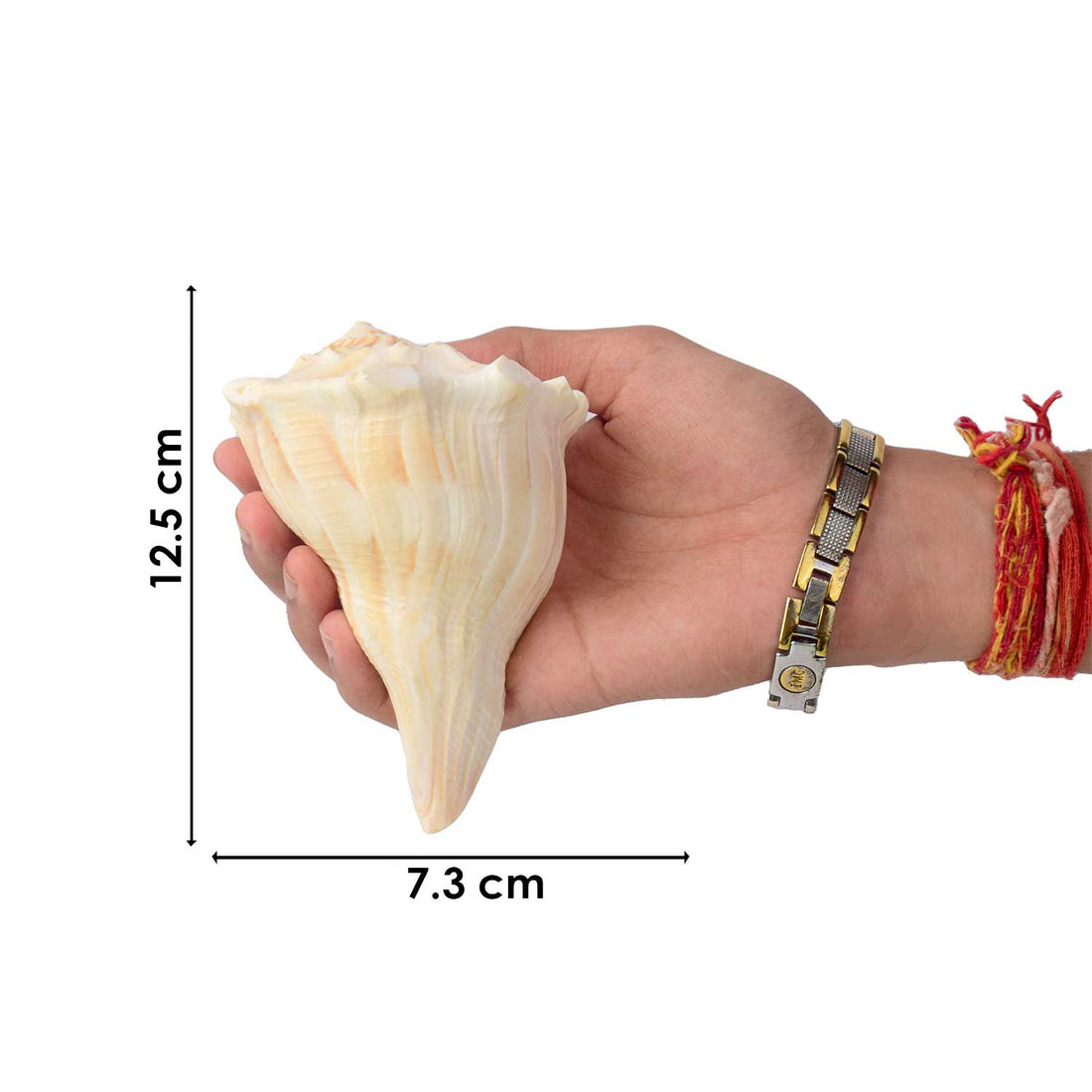 Natural Dakshinavarti Shankh (Conch) for Lakshmi Blessings – 12-13 cm