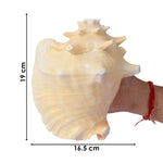 19cm Dakshinavarti Annapurna Shankh (Conch Shell) – For Abundance, Vastu & Blessings