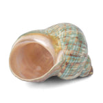9cm Natural Green Turbo Shell (Turbo marmoratus) – Peace & Prosperity