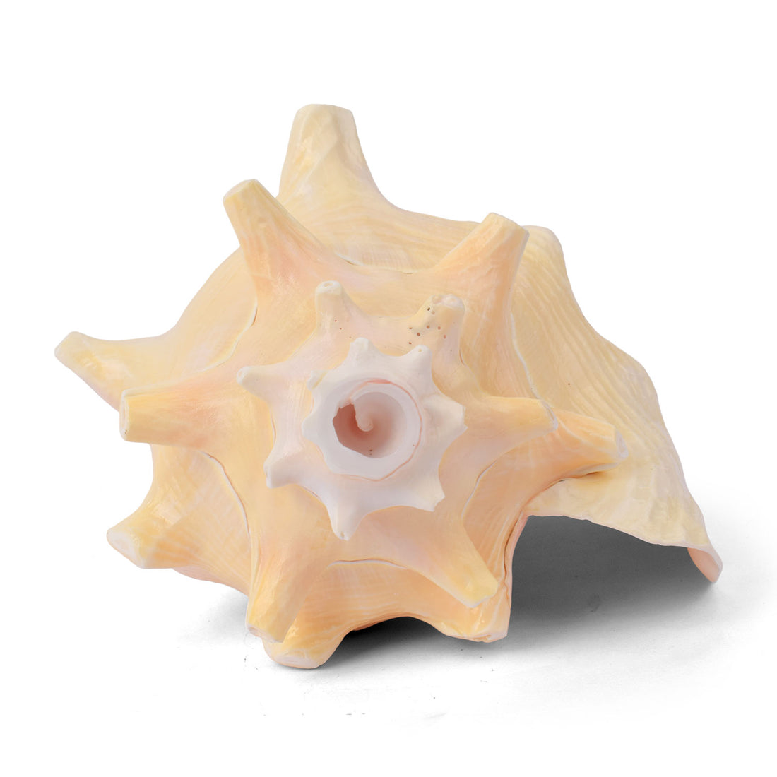 19cm Dakshinavarti Annapurna Shankh (Conch Shell) – For Abundance, Vastu & Blessings
