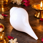 Mini Vamavarti Shankha (Conch Shell) Natural Blowing Shankh