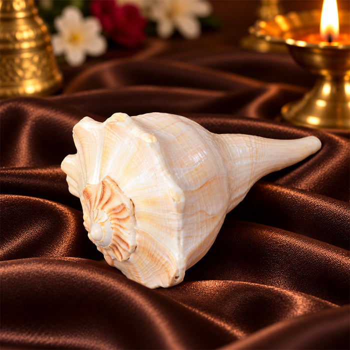 Natural Dakshinavarti Shankh (Conch) for Lakshmi Blessings – 12-13 cm