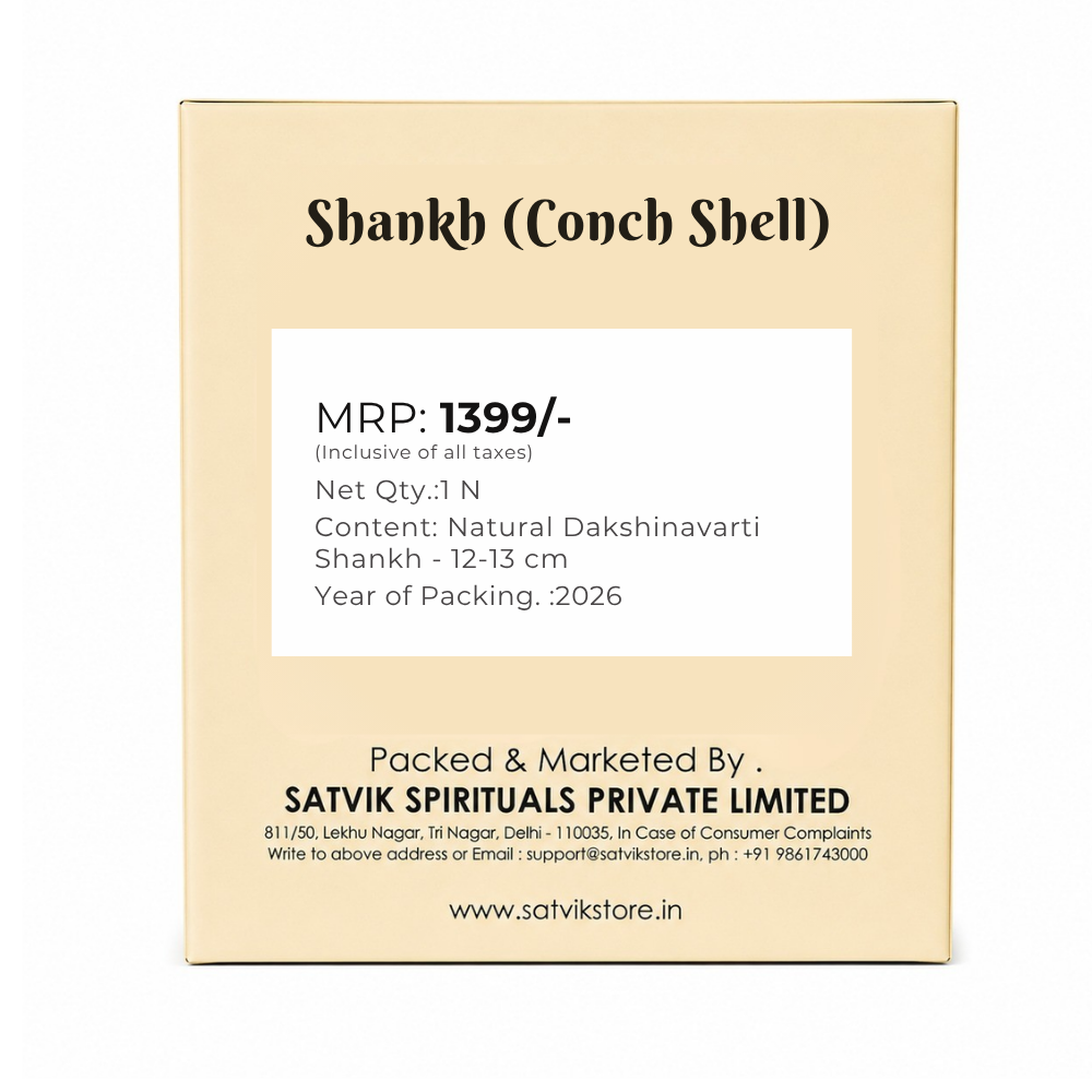 Natural Dakshinavarti Shankh (Conch) for Lakshmi Blessings – 12-13 cm