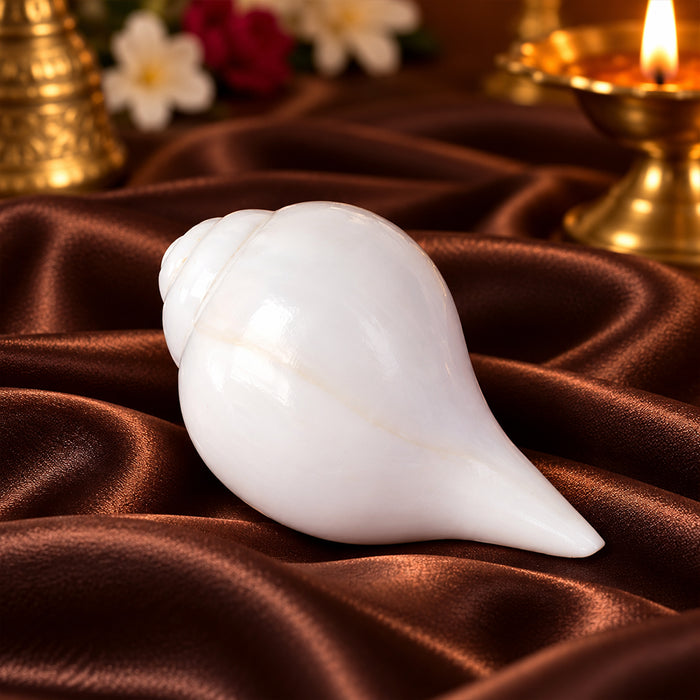 Natural 100% Original Vamavarti Shankha 5 Inch