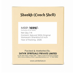 Natural 100% Original Vamavarti Shankha 5.5 Inch