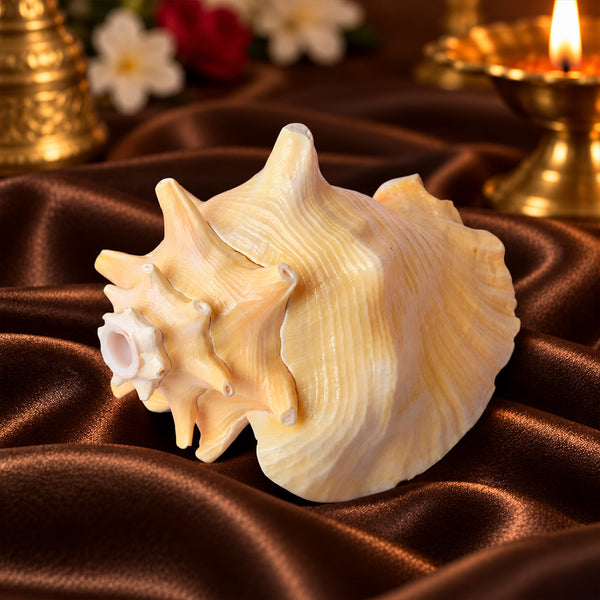 19cm Dakshinavarti Annapurna Shankh (Conch Shell) – For Abundance, Vastu & Blessings