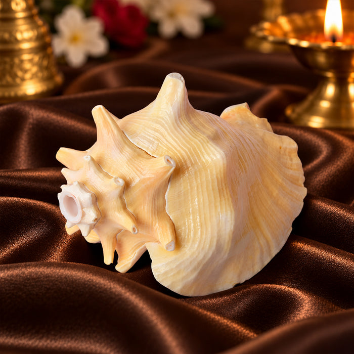 19cm Dakshinavarti Annapurna Shankh (Conch Shell) – For Abundance, Vastu & Blessings