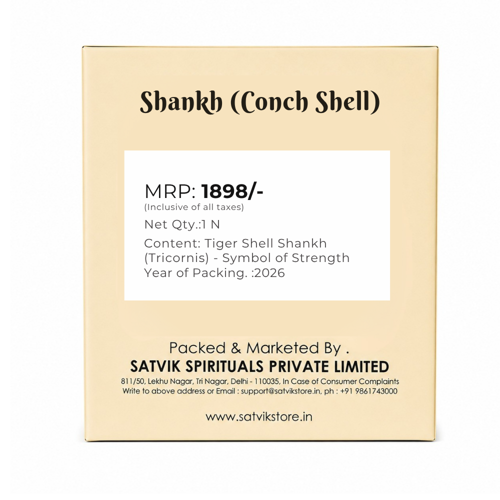 Tiger Shell Shankh (Tricornis) – Symbol of Strength, Protection & Spiritual Purity