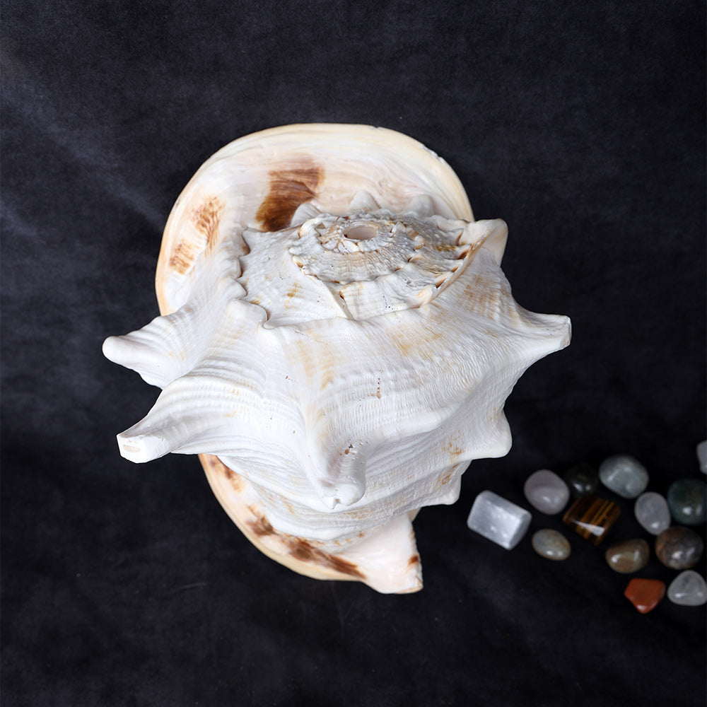 Gomukhi Shankha (Queen Helmet) – Divine Aura for Serenity, Strength & Spiritual Grace
