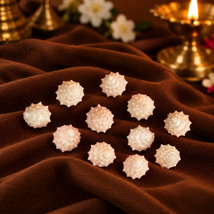 Regular Pearl Shree Laxmi Shankh Pack of 11 (Assorted)