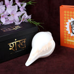 Natural 100% Original Vamavarti Shankha 6.5 Inch Blowing Conch for Pooja. India’s Largest Pooja Accessories Brand - www.satvikstore.in