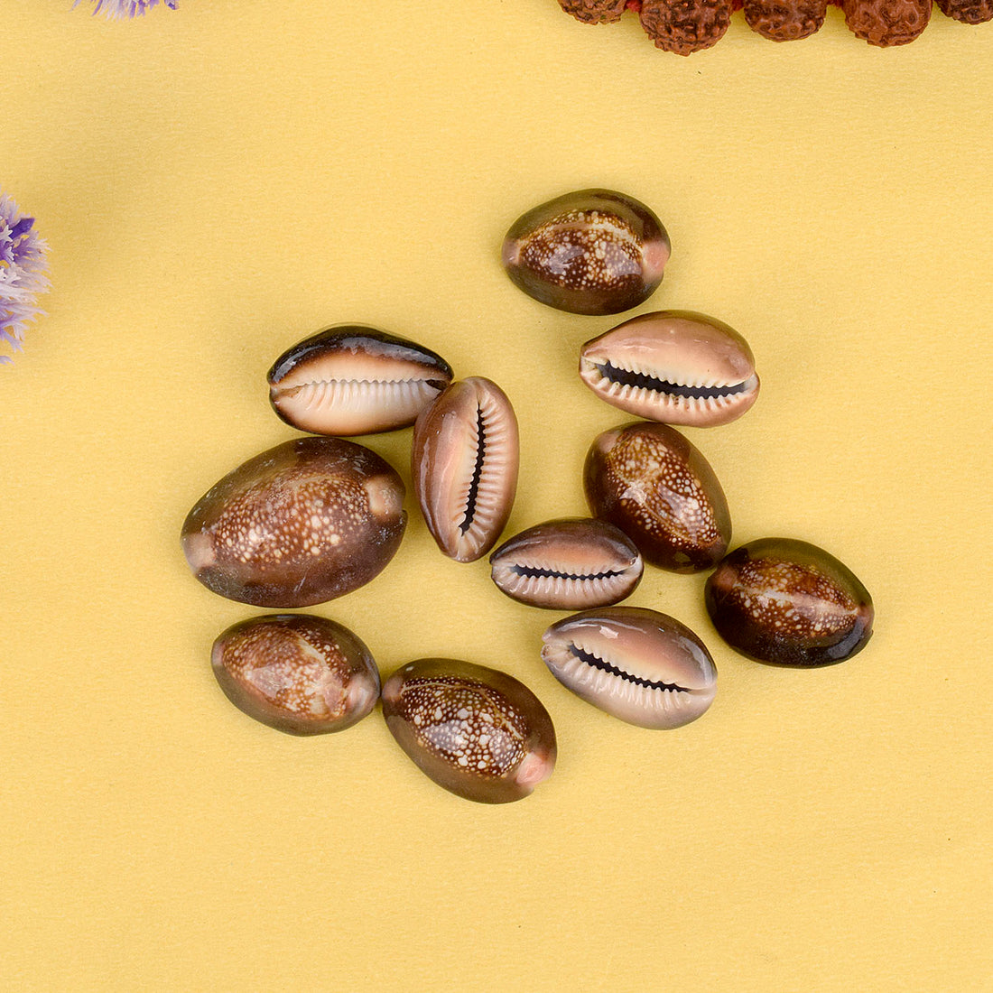 Natural Brown Kodi for Pooja (11 Pc) – These sacred cowrie shells are used in rituals, worship, and decoration, symbolizing wealth, blessings, and spiritual energy – India’s Largest Pooja Accessories Brand – www.satvikstore.in