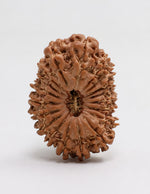 19 Mukhi Rudraksha