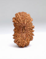 21 Mukhi Rudraksha