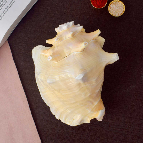 19cm Dakshinavarti Annapurna Shankh (Conch Shell) – For Abundance, Vastu & Blessings